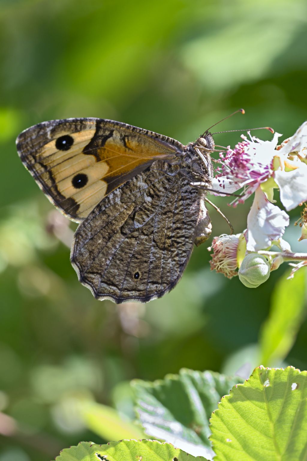 Hipparchia semele